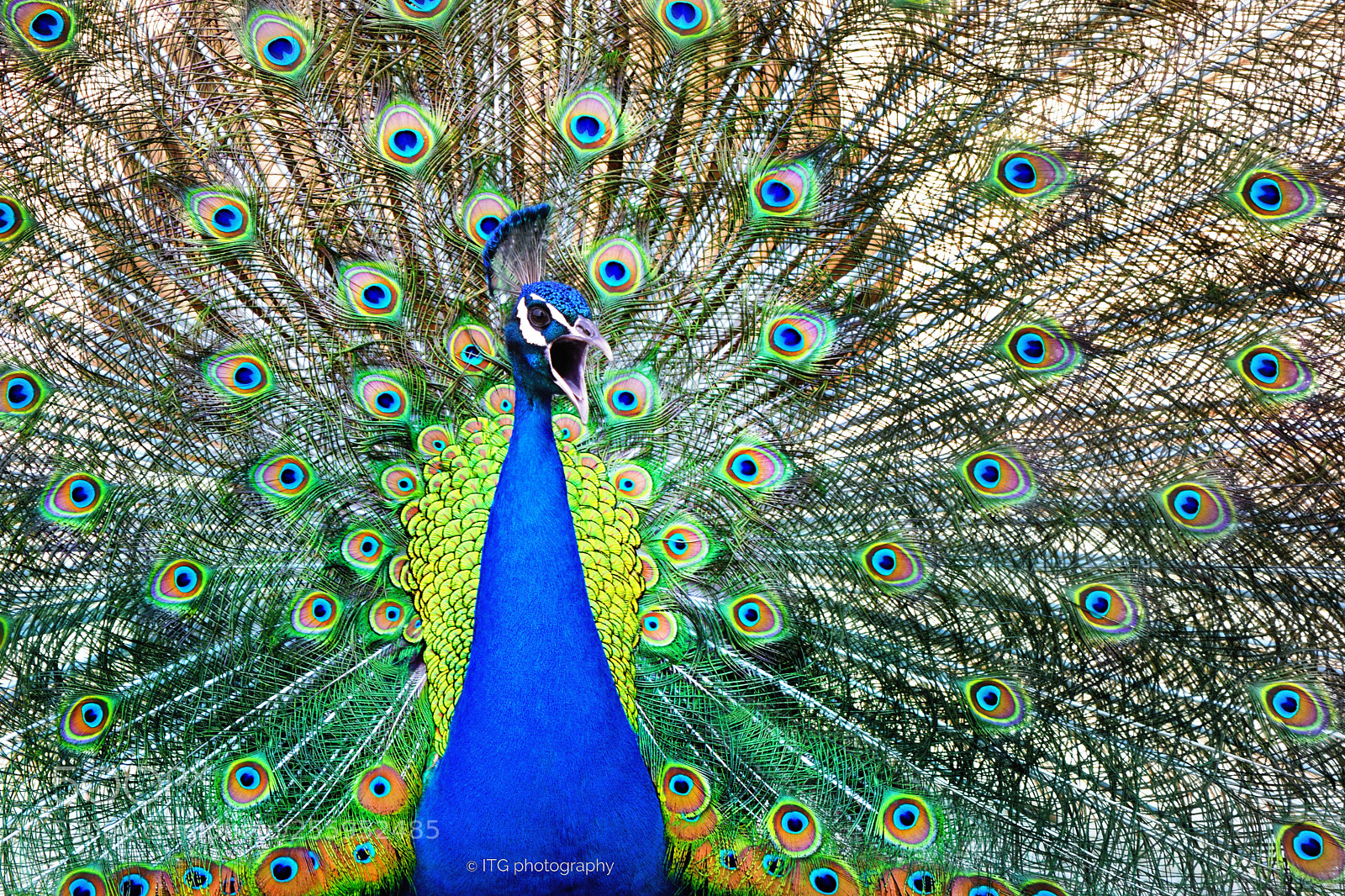 Nikon D5300 sample photo. Peacock call photography