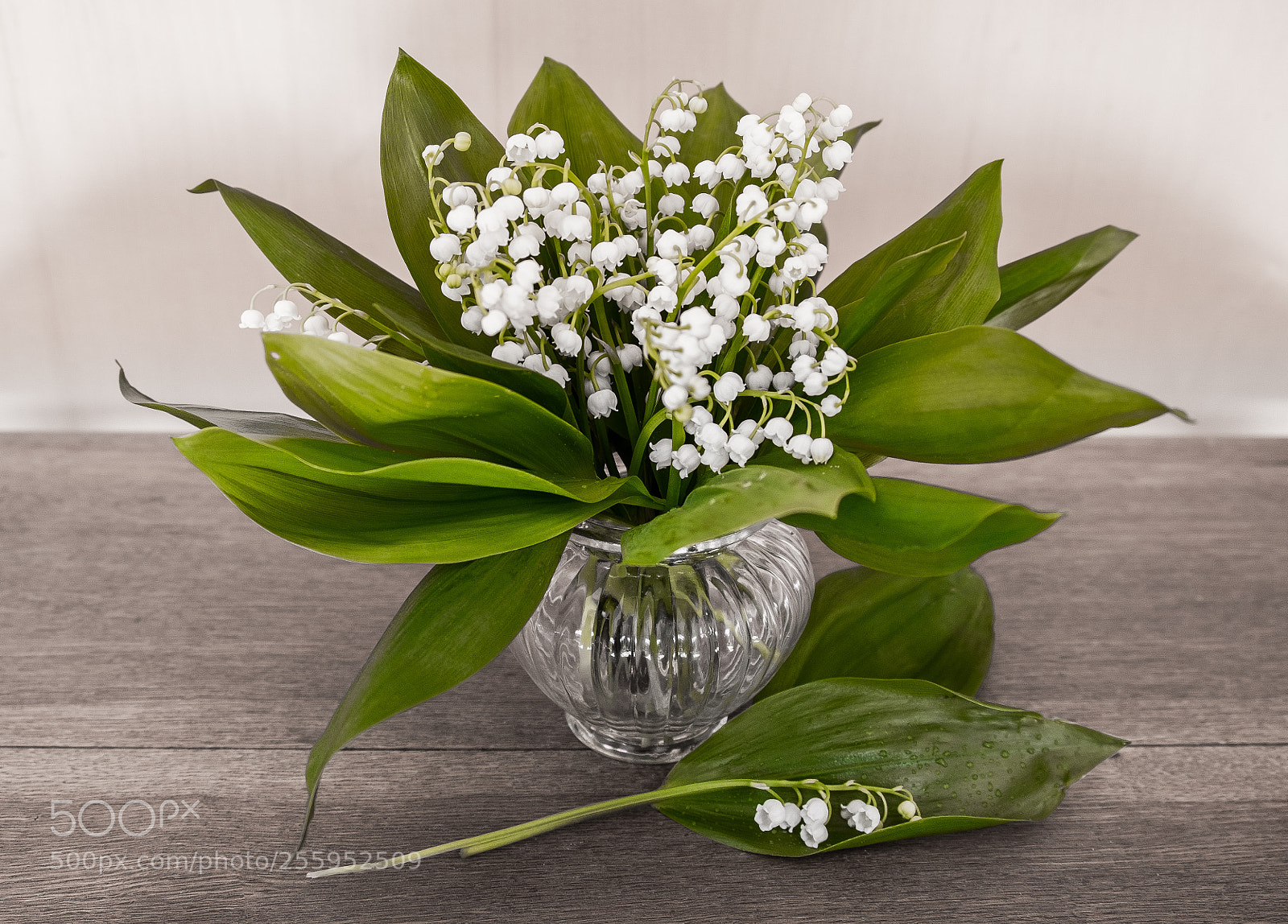 Fujifilm X-E1 sample photo. Lilies of the valley photography
