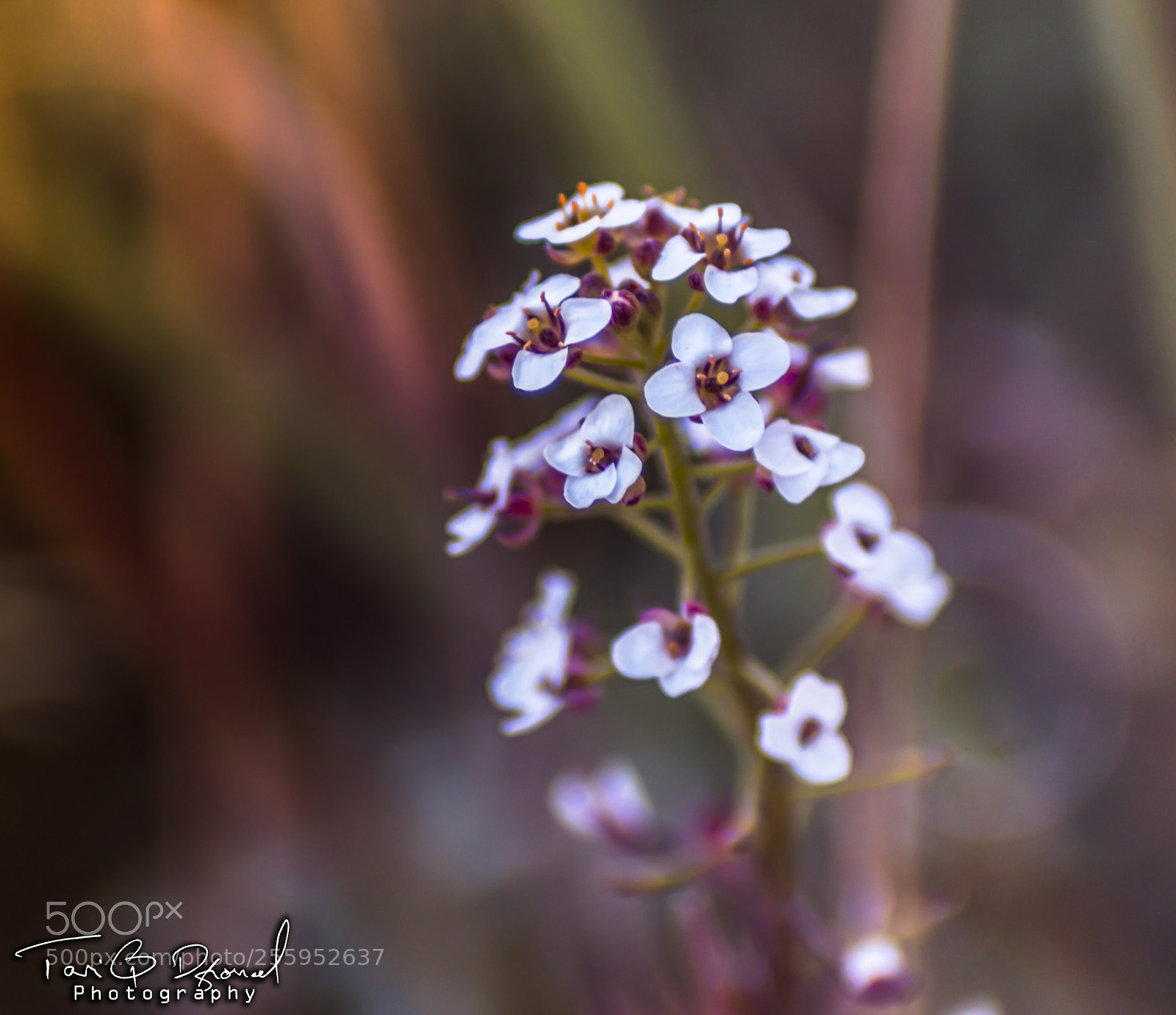 Canon EOS 700D (EOS Rebel T5i / EOS Kiss X7i) sample photo. Pink flower photography
