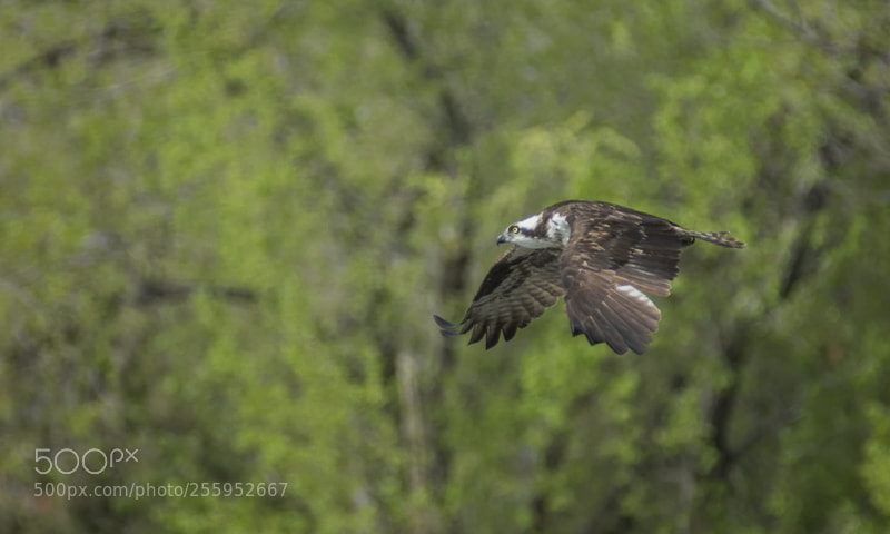 Nikon D7200 sample photo. Osprey in flight 2 photography