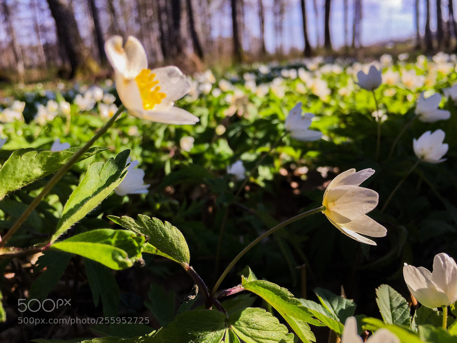 Apple iPhone 6s sample photo. Hello may! photography