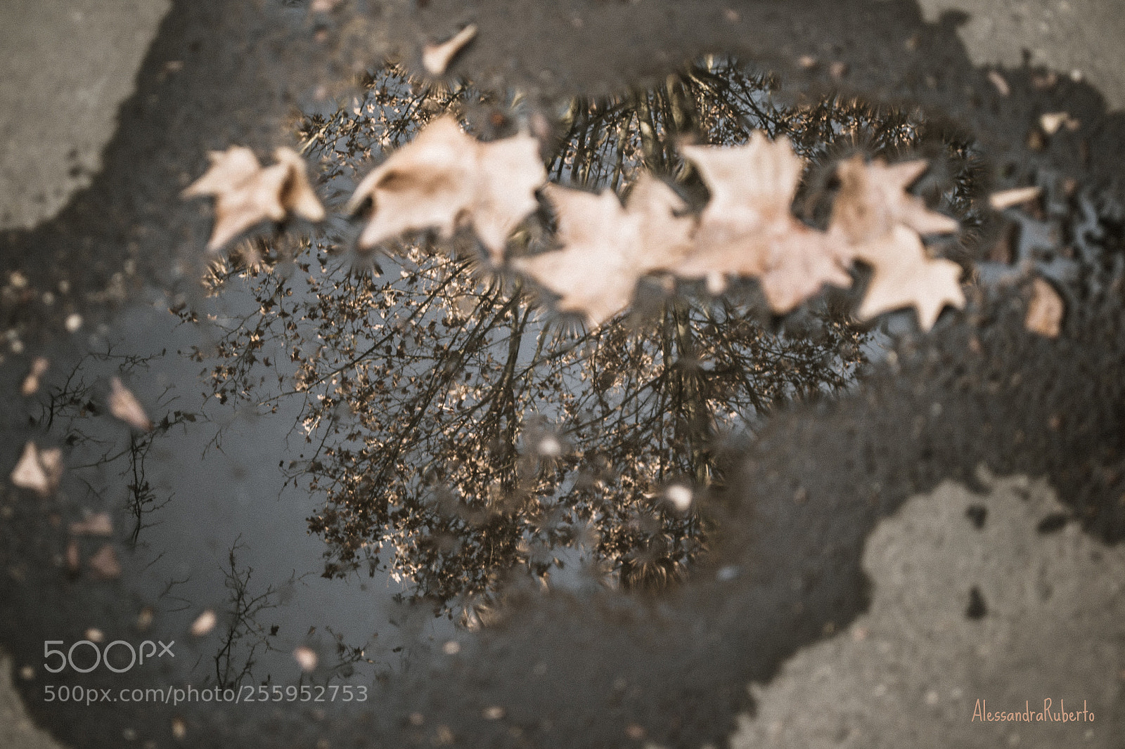 Nikon D3100 sample photo. Fallingdown photography