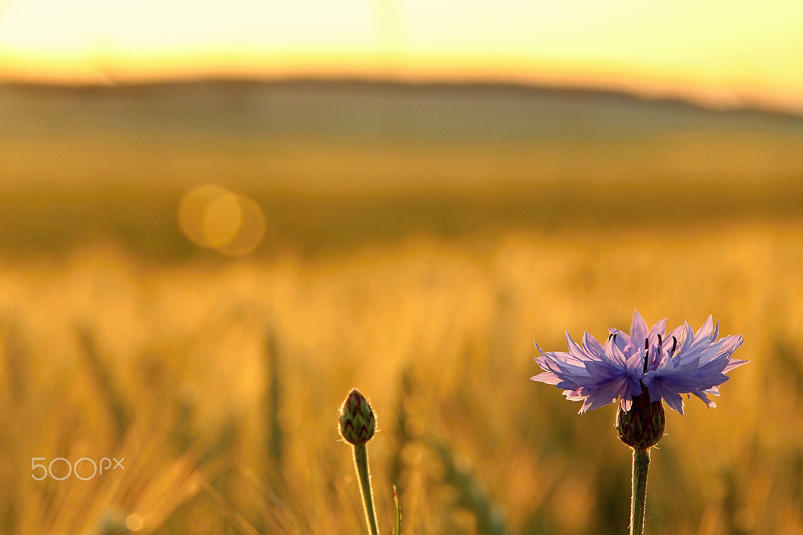 Canon EOS 550D (EOS Rebel T2i / EOS Kiss X4) sample photo. Cornflower in sunset photography
