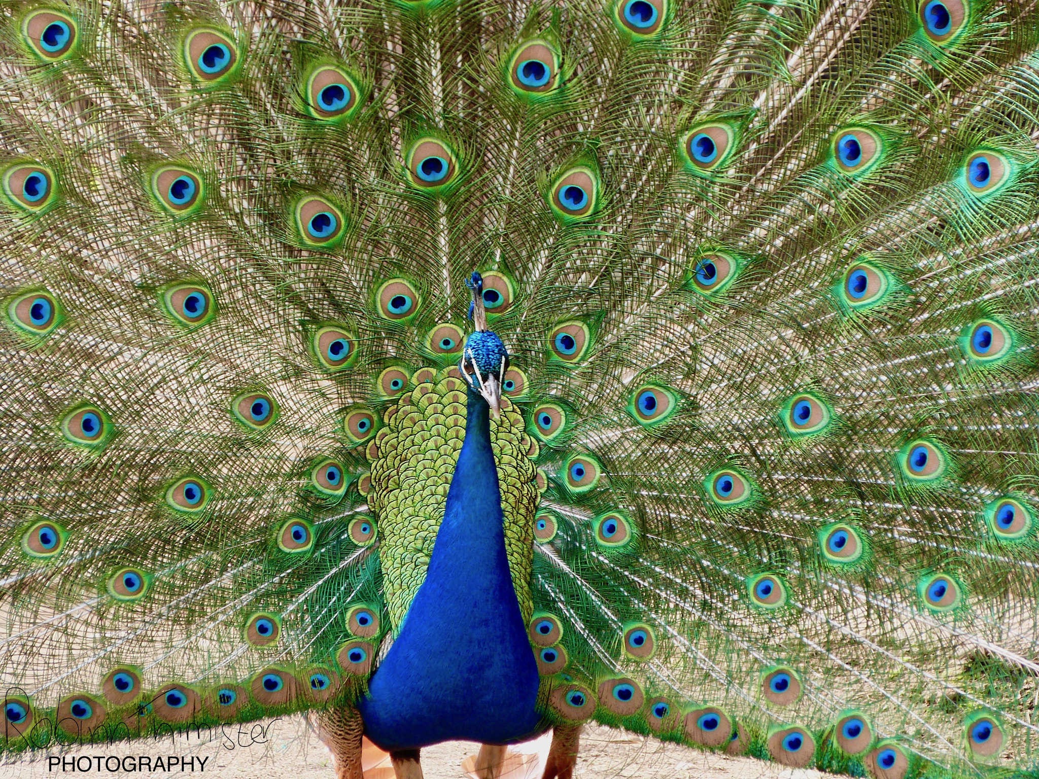 Panasonic Lumix DMC-FZ47 (Lumix DMC-FZ48) sample photo. Peacock photography