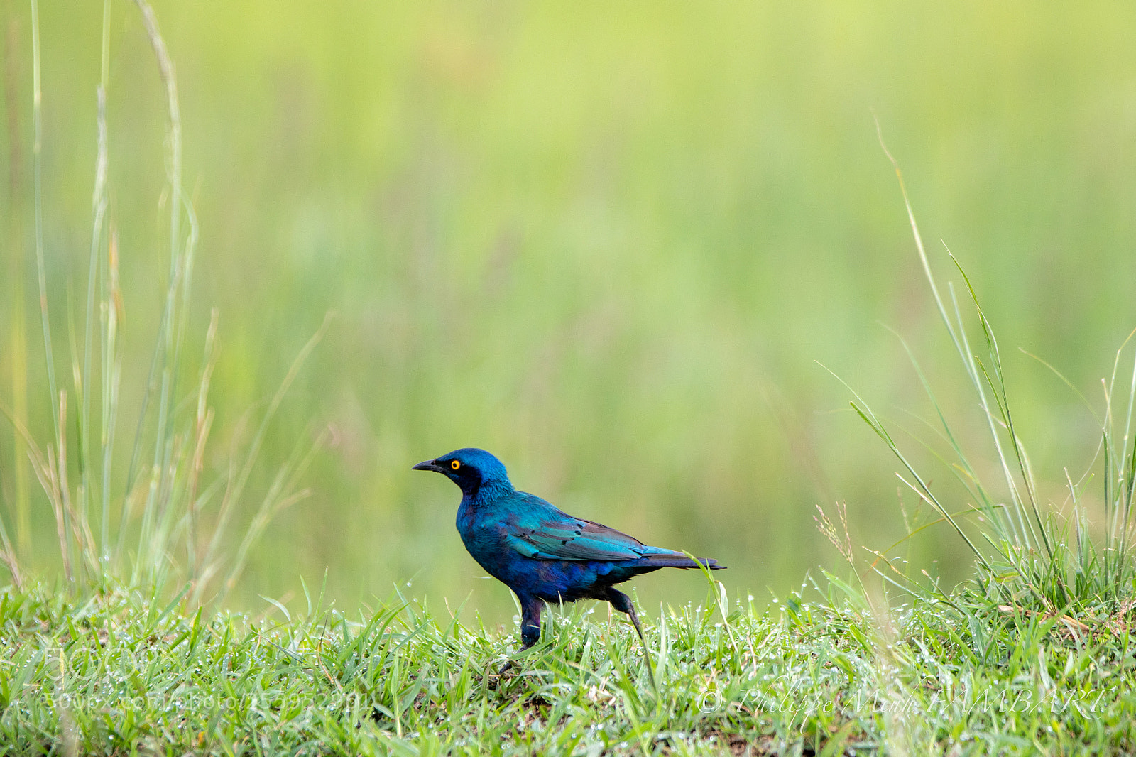 Canon EOS 5D Mark IV sample photo. Blue starling photography