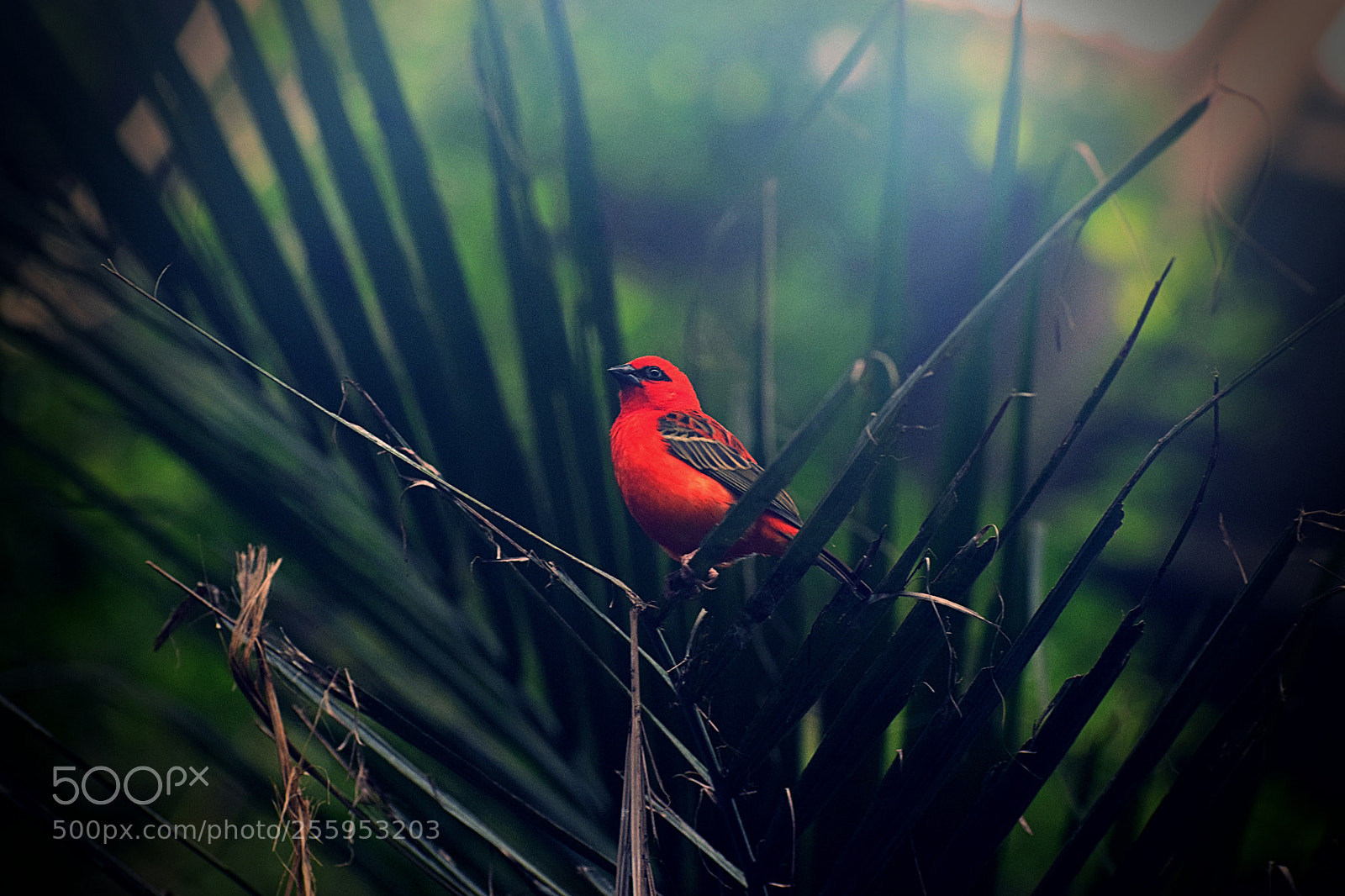 Nikon D3300 sample photo. Somewhere in the amazon photography