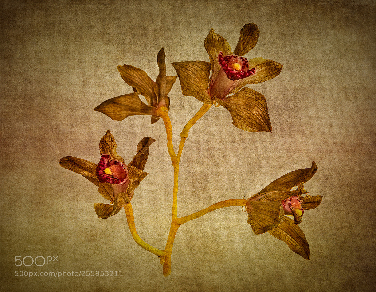 Canon EOS 6D sample photo. Cymbidium autumn photography