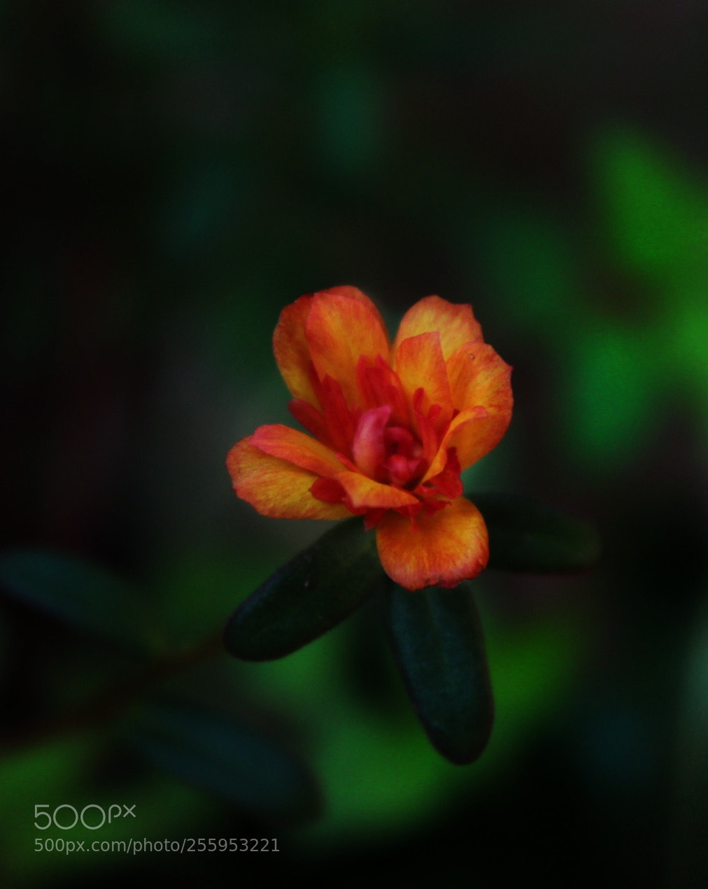Canon EOS 1300D (EOS Rebel T6 / EOS Kiss X80) sample photo. Accentuated ii photography