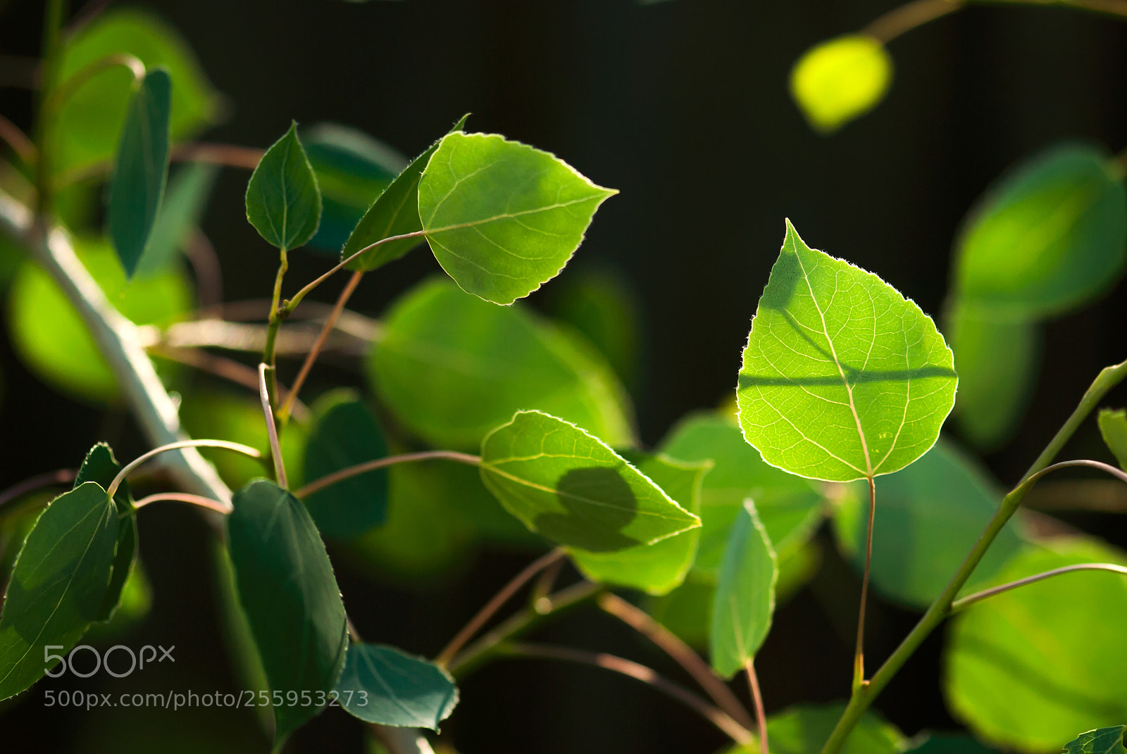 Nikon D60 sample photo. Green aspen leaves photography