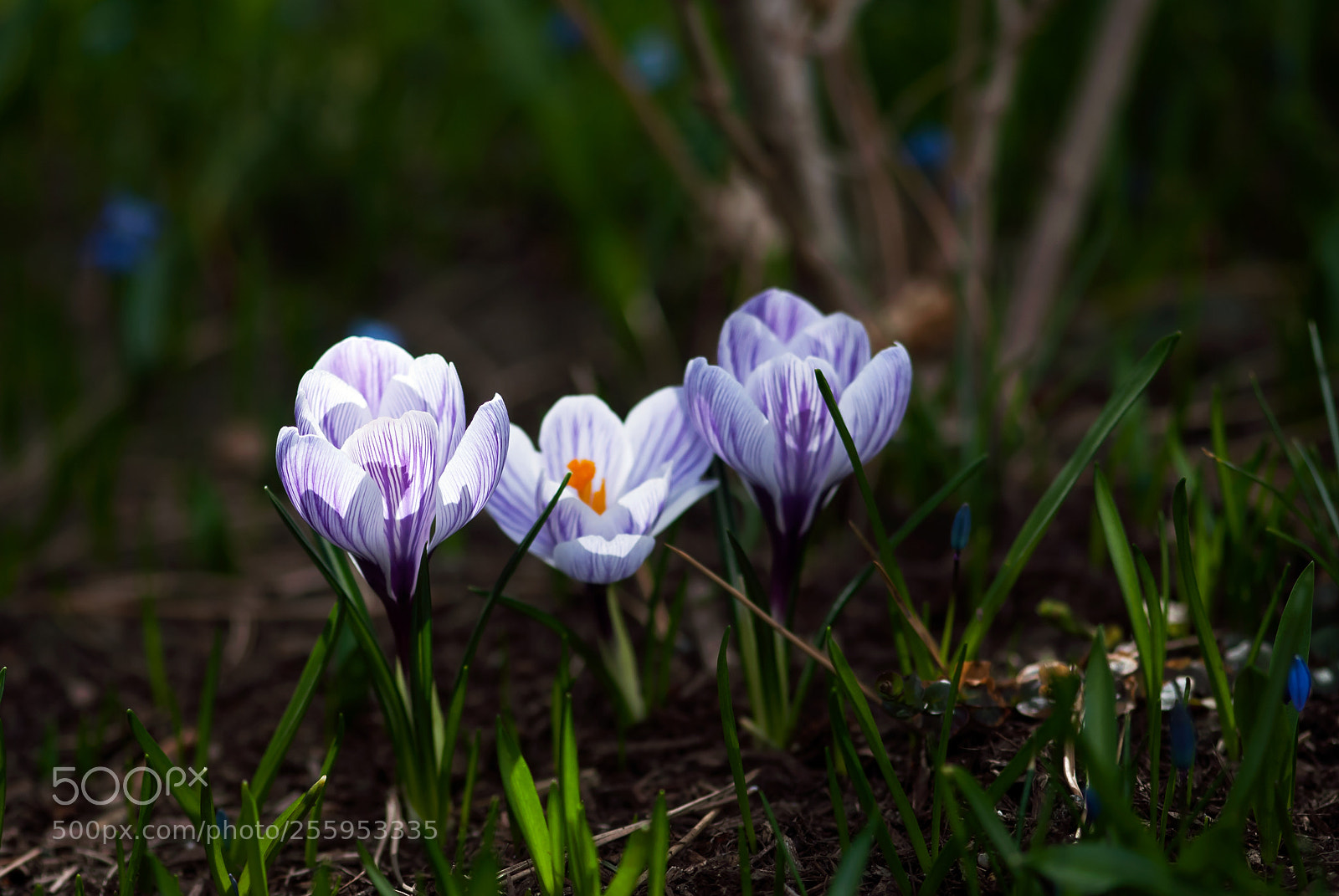 Nikon D60 sample photo. Light purple striped crocus photography