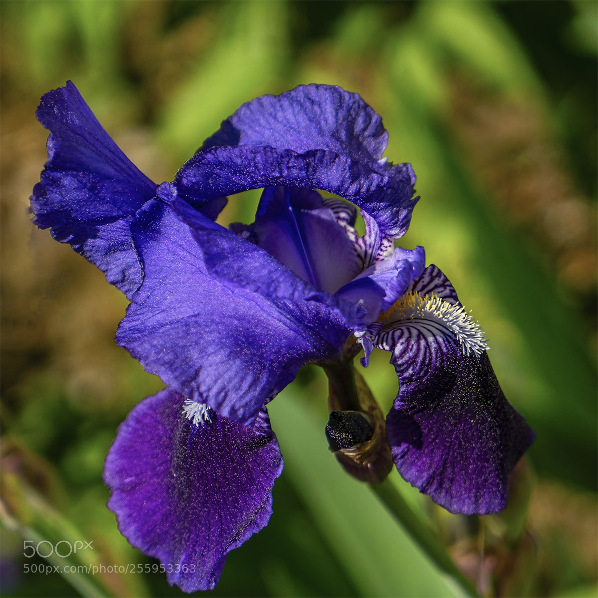 Sony a6300 sample photo. Blüten 290418-020 photography