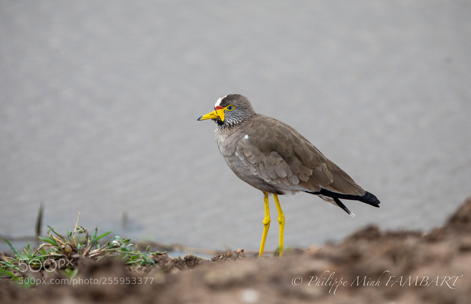 Canon EOS 5D Mark IV sample photo. Bird from masai mara photography