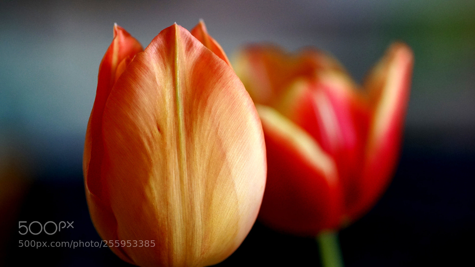Sony SLT-A68 sample photo. Enjoying tulips from our photography