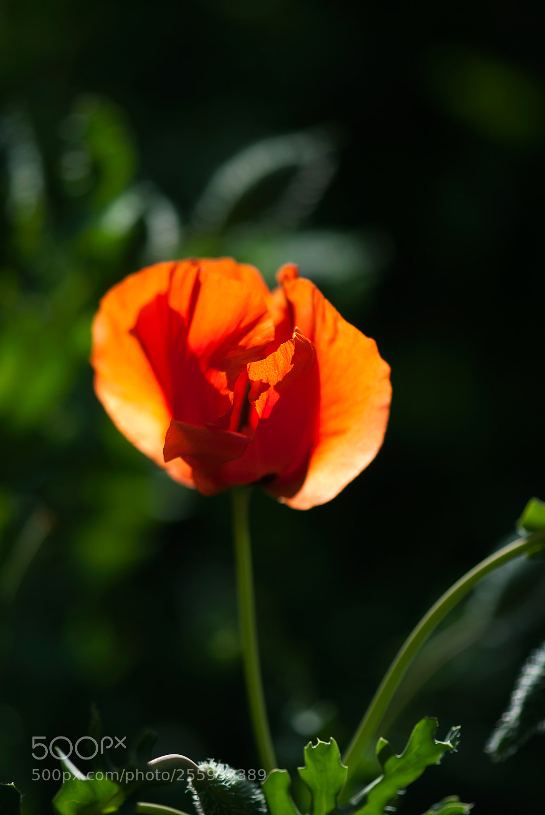 Nikon D60 sample photo. Opening red poppy photography