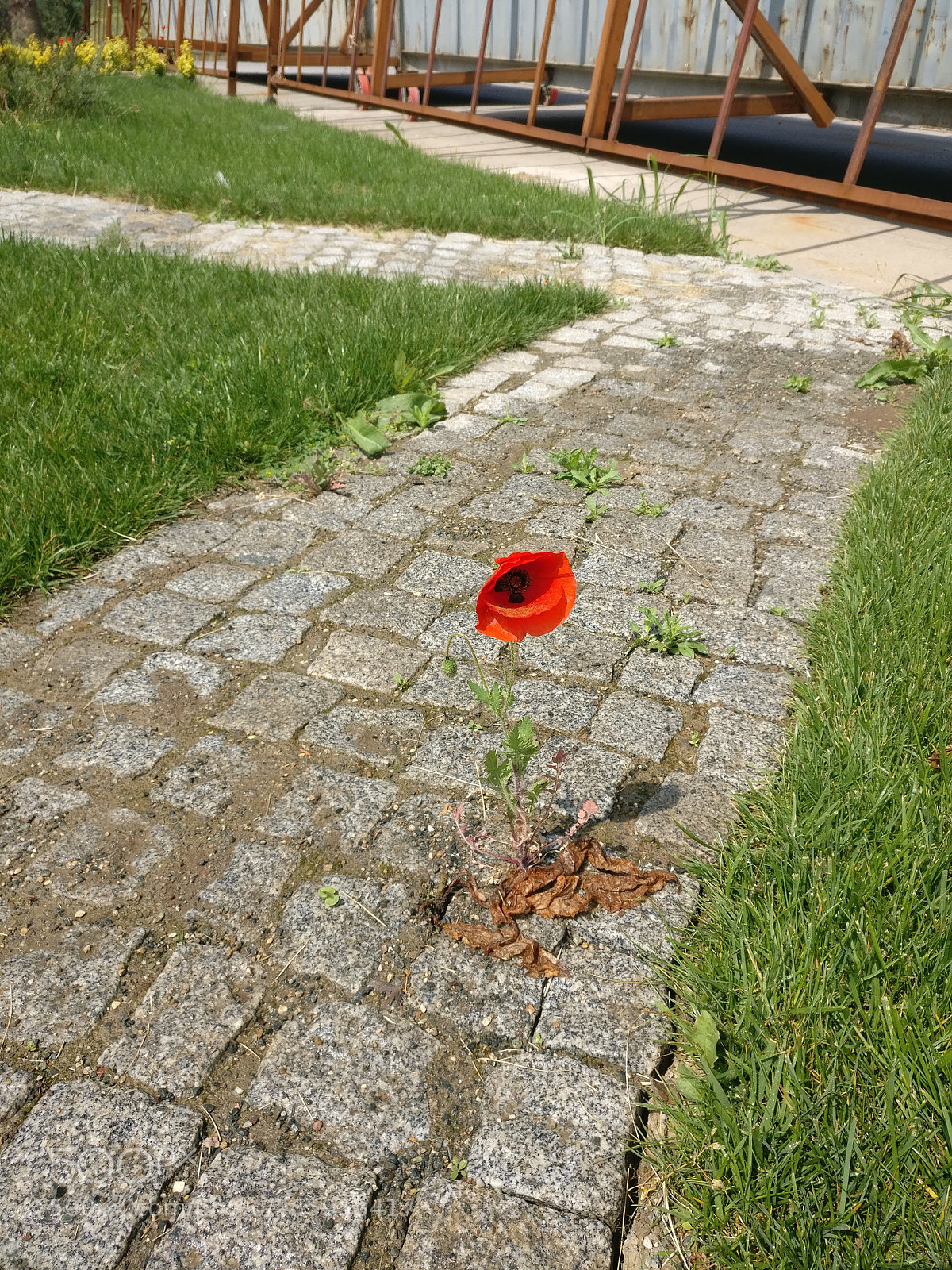 OnePlus A3003 sample photo. Lonely poppy photography