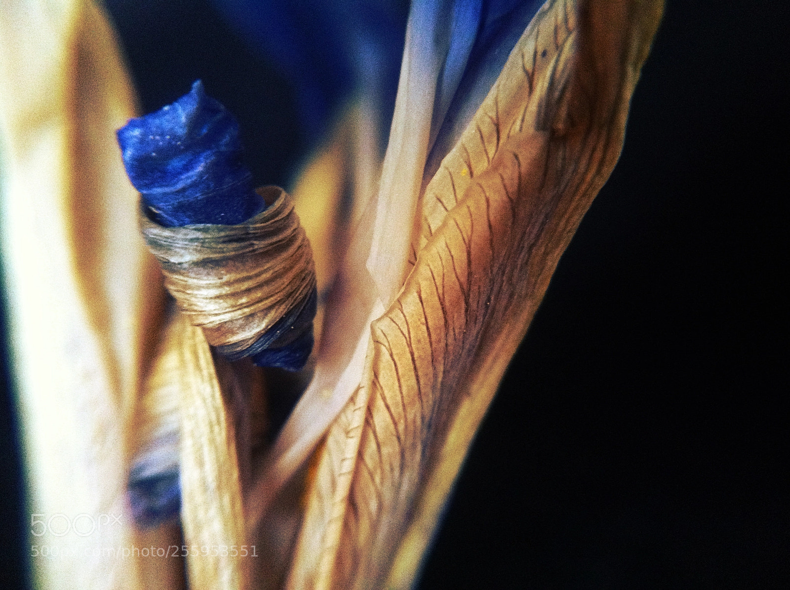 Apple iPhone 4 sample photo. İris fané photography