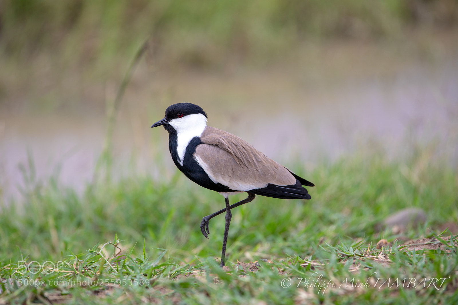 Canon EOS 5D Mark IV sample photo. The spur-winged plover photography