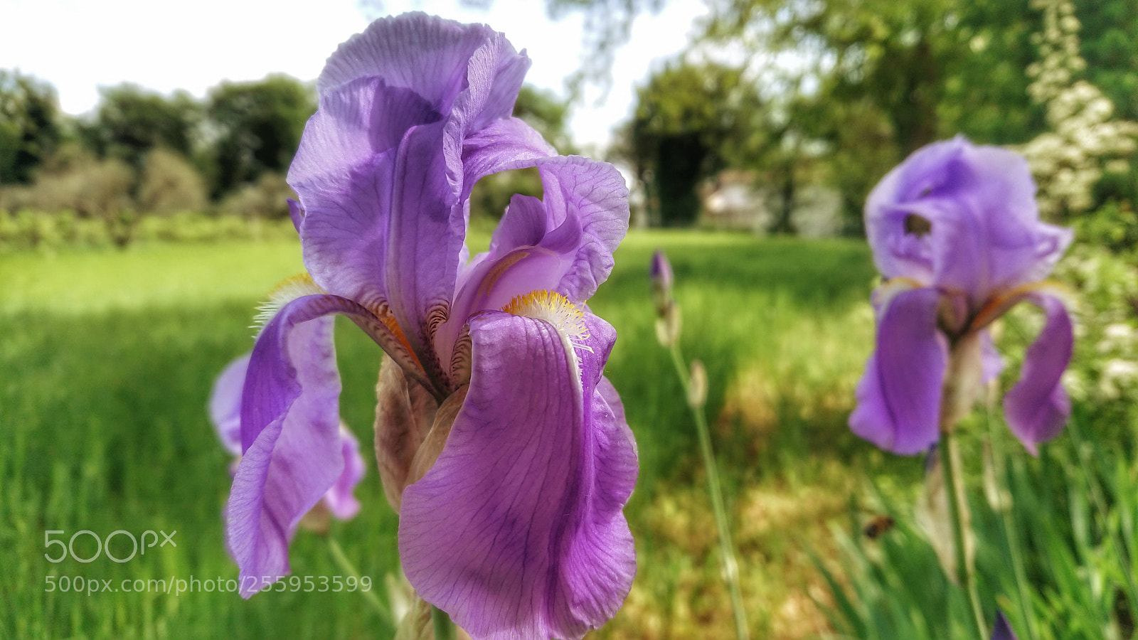 Sony Xperia XZ Premium sample photo. Untitled photography