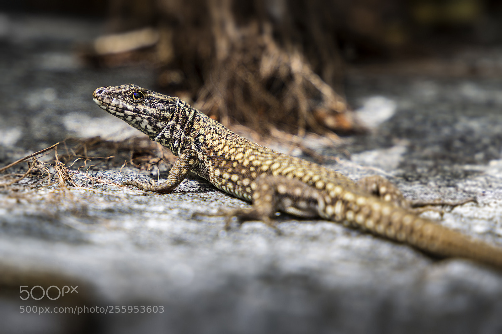 Canon EOS 6D sample photo. Wall lizard | podarcis muralis photography