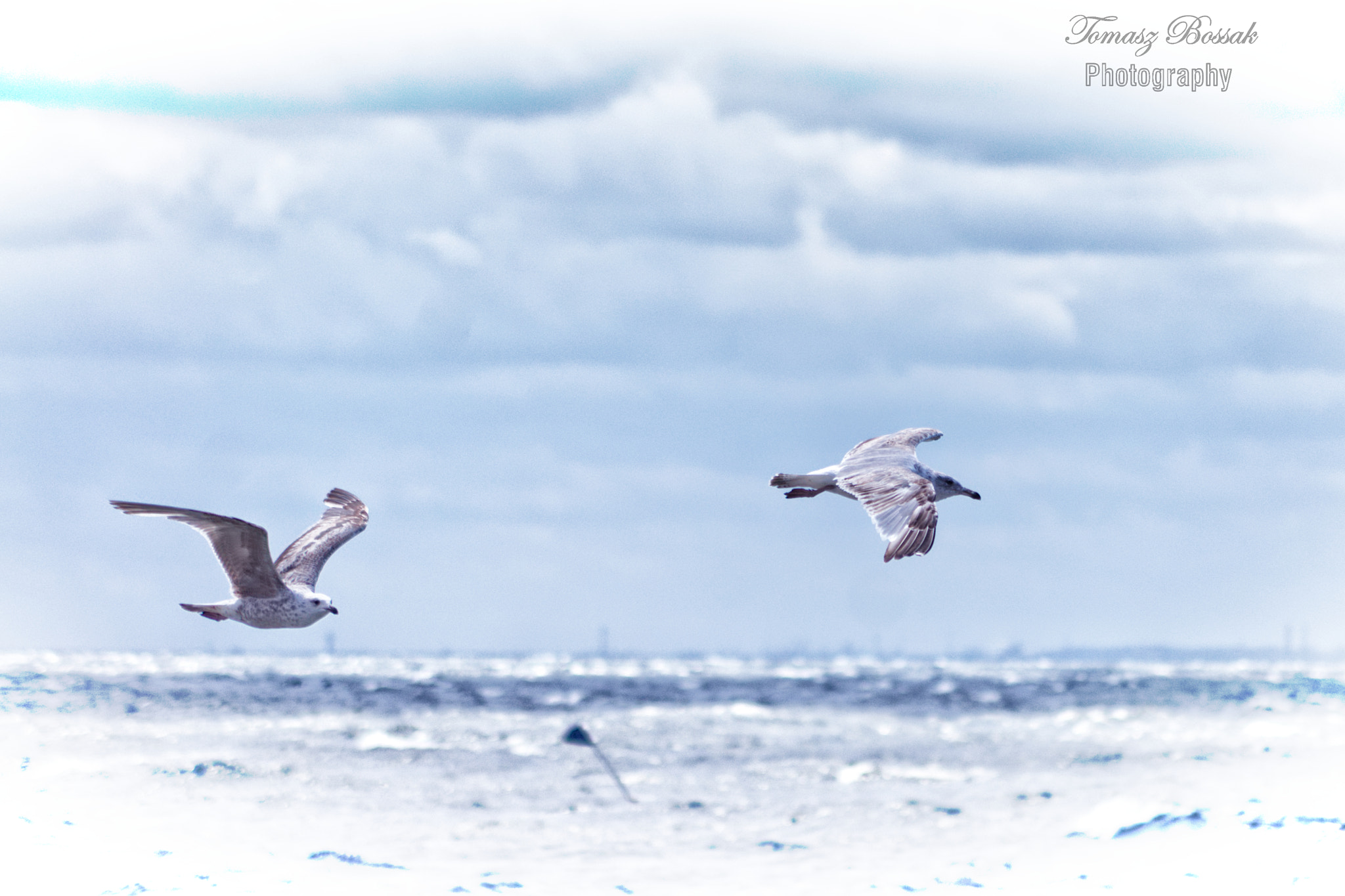 Sony Alpha DSLR-A450 sample photo. Seagull photography