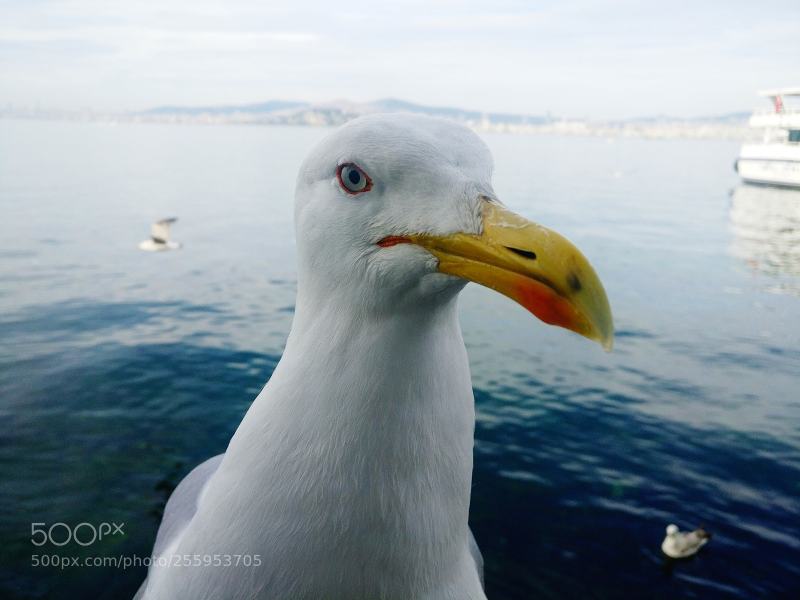 OnePlus A3003 sample photo. Seagull waiting for food photography