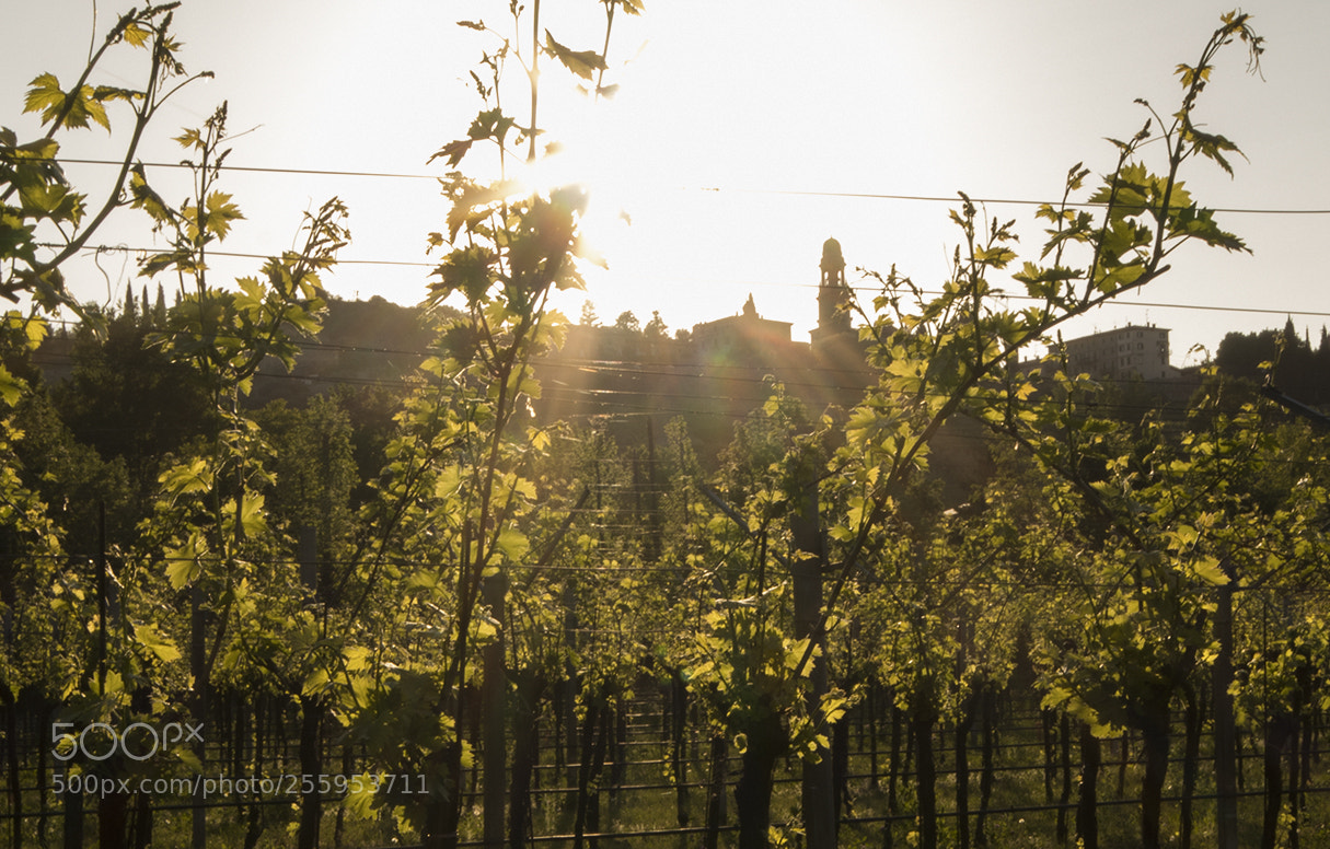 Canon EOS 80D sample photo. Vineyard photography