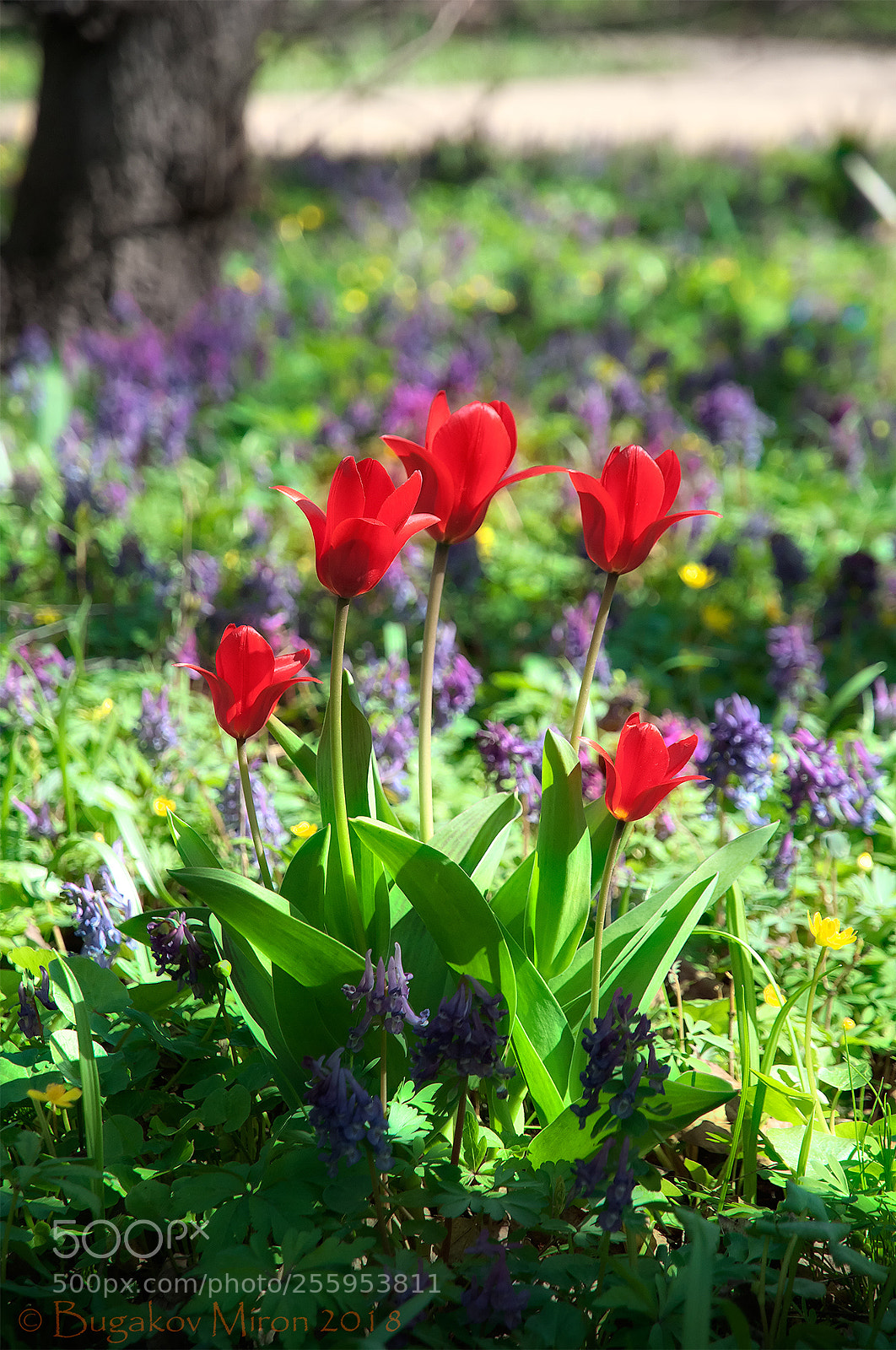 Nikon D300S sample photo. Tulips #1 photography