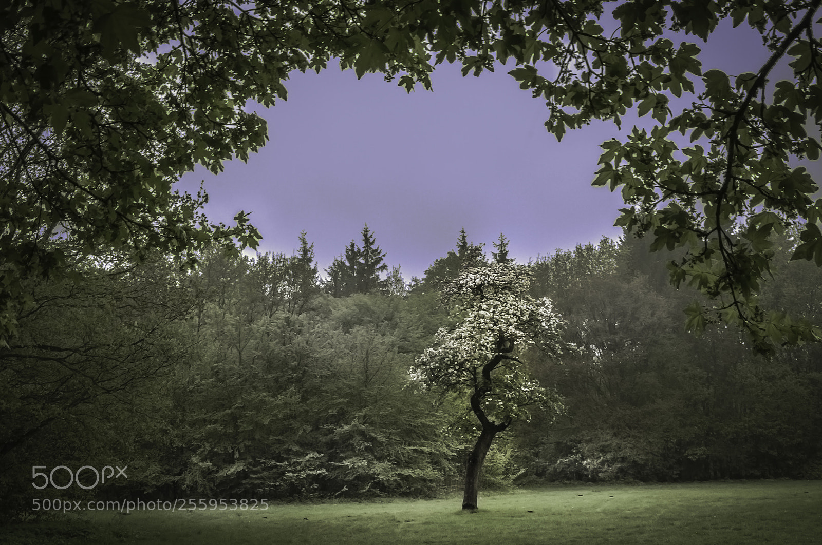 Nikon D5000 sample photo. Blossem tree photography