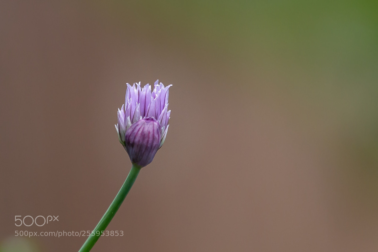 Canon EOS 6D sample photo. Focus photography