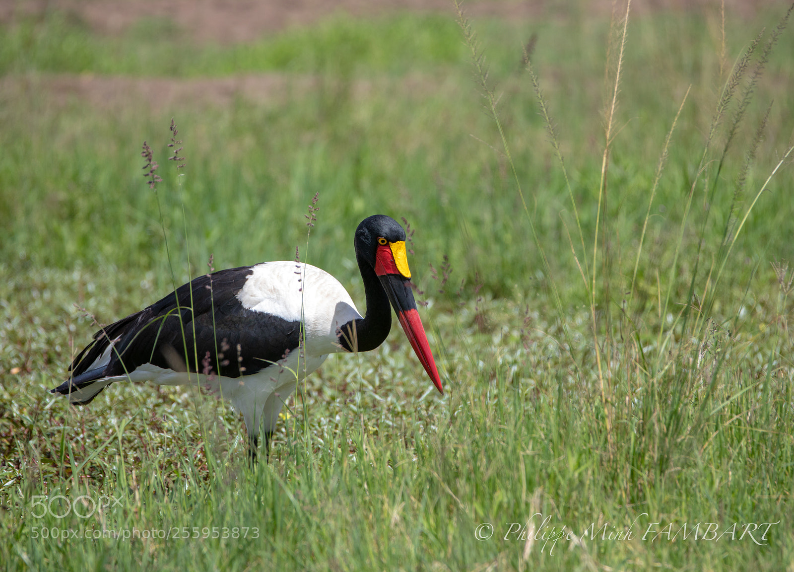 Canon EOS 5D Mark IV sample photo. Saddle-billed stork photography