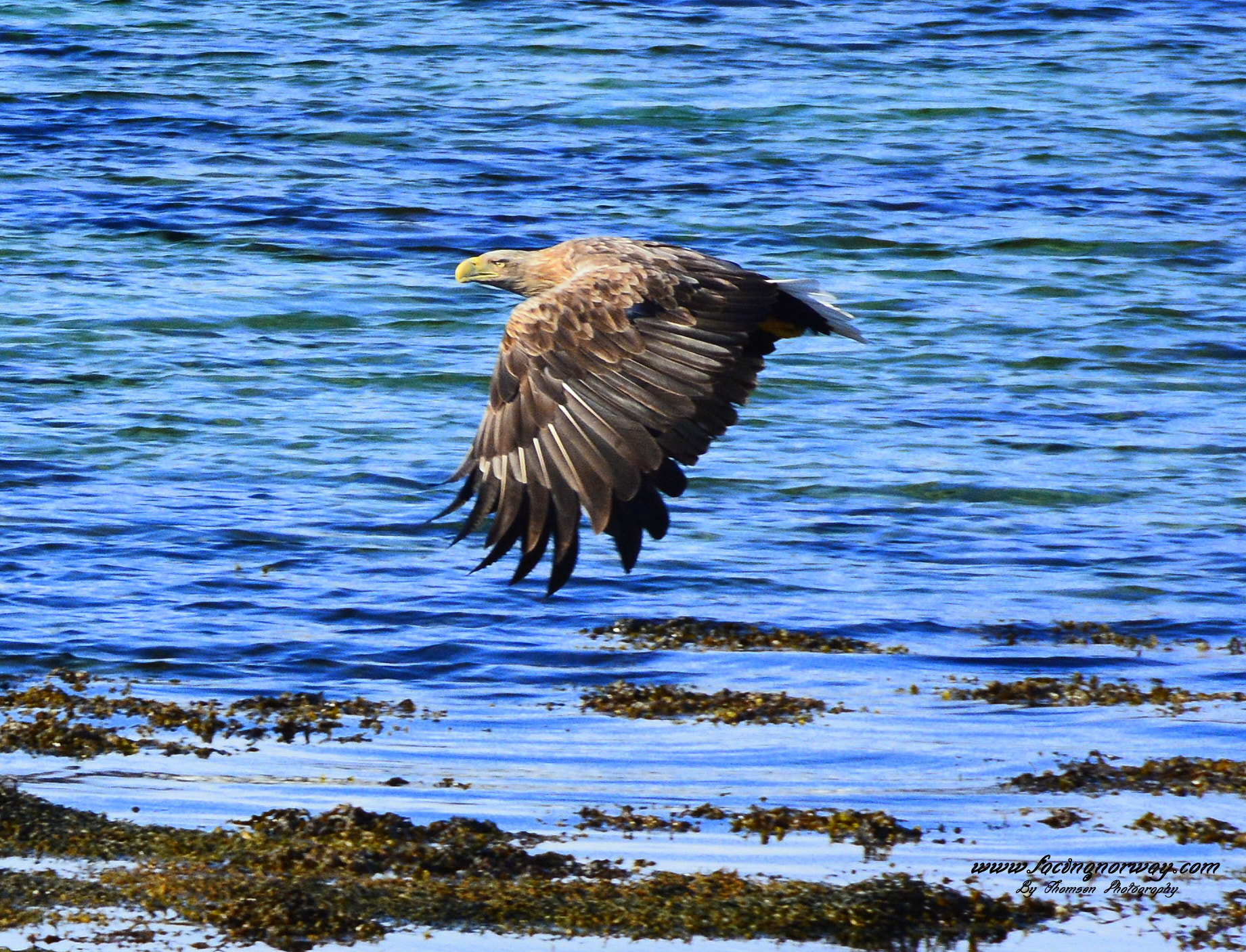 Nikon D7100 sample photo. Sea eagle in lofoten. photography