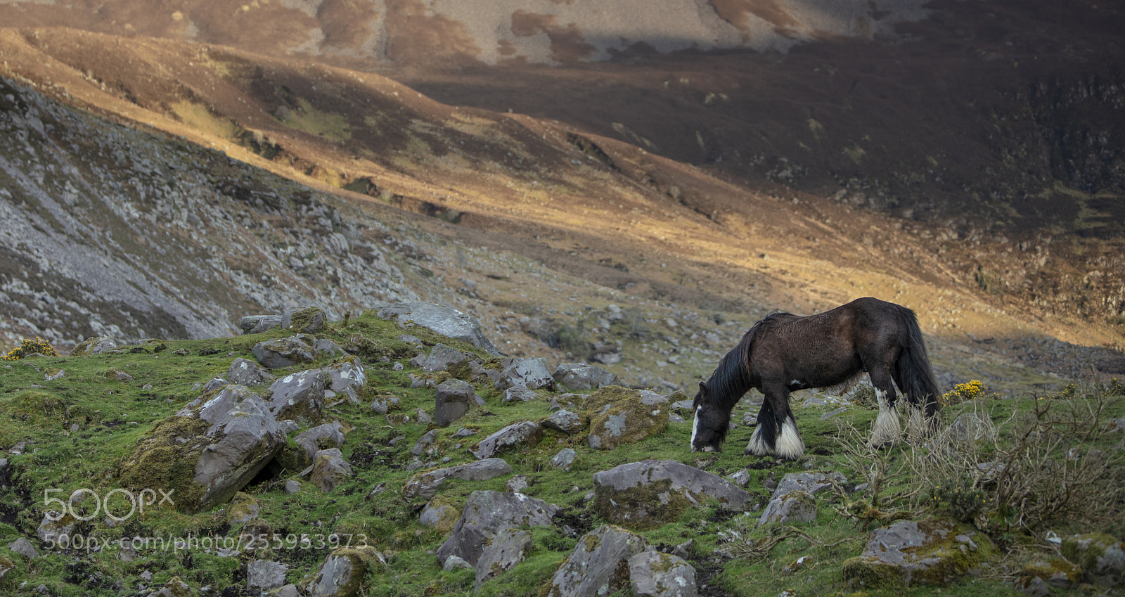 Canon EOS 5DS R sample photo. Kerry horses ireland photography