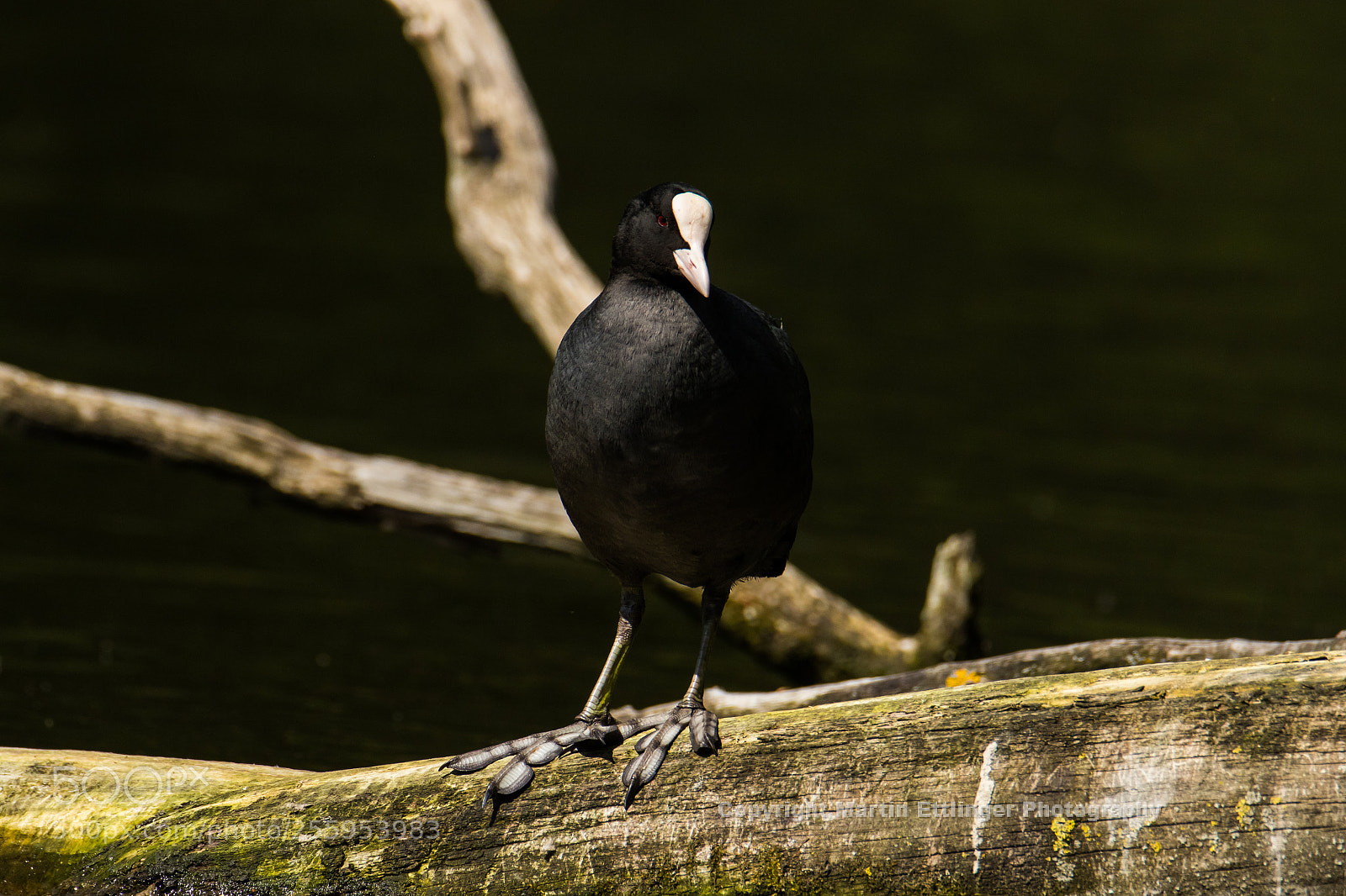 Canon EOS 7D Mark II sample photo. Black coot fulica atra photography