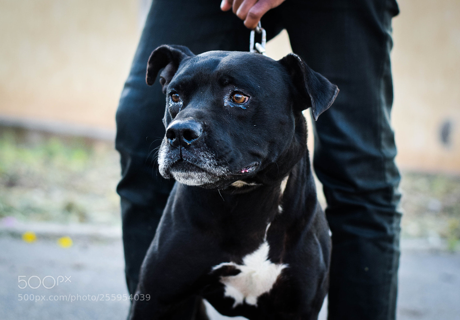 Nikon D3300 sample photo. Pitbull dog black photography