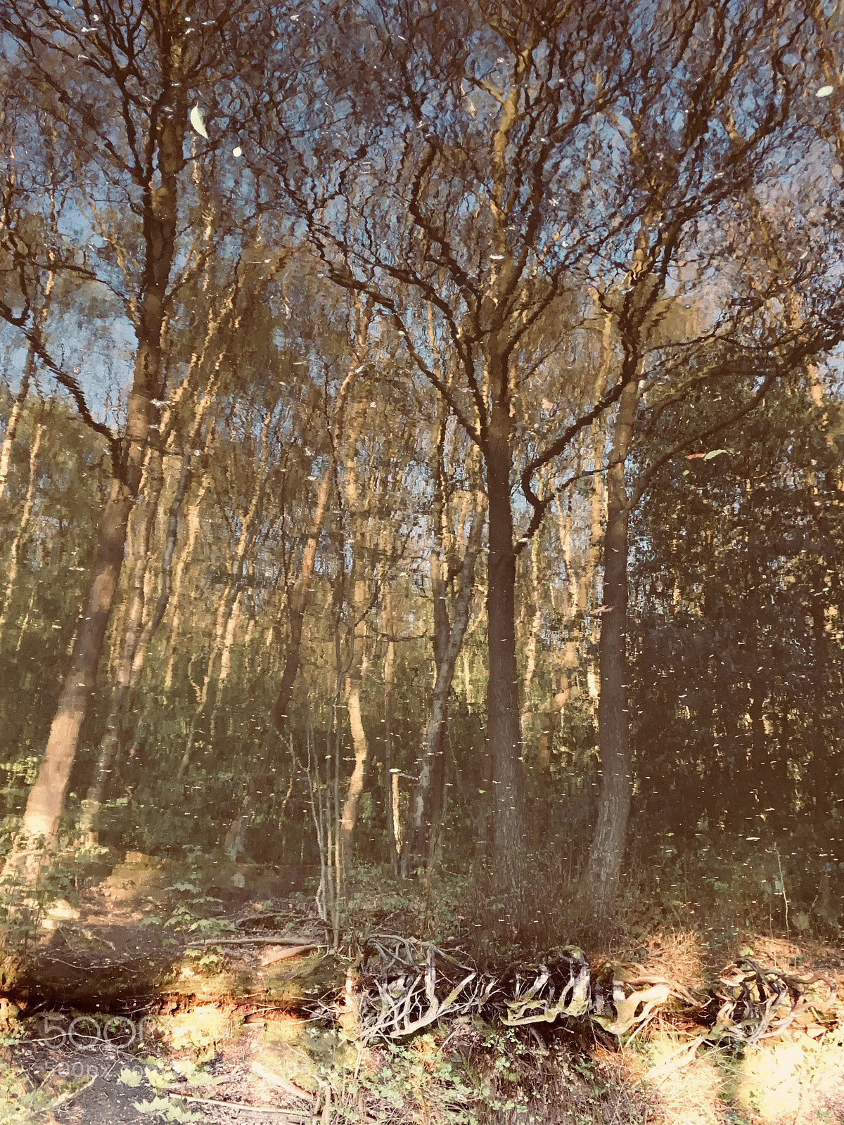 Apple iPhone SE sample photo. Untitled photography