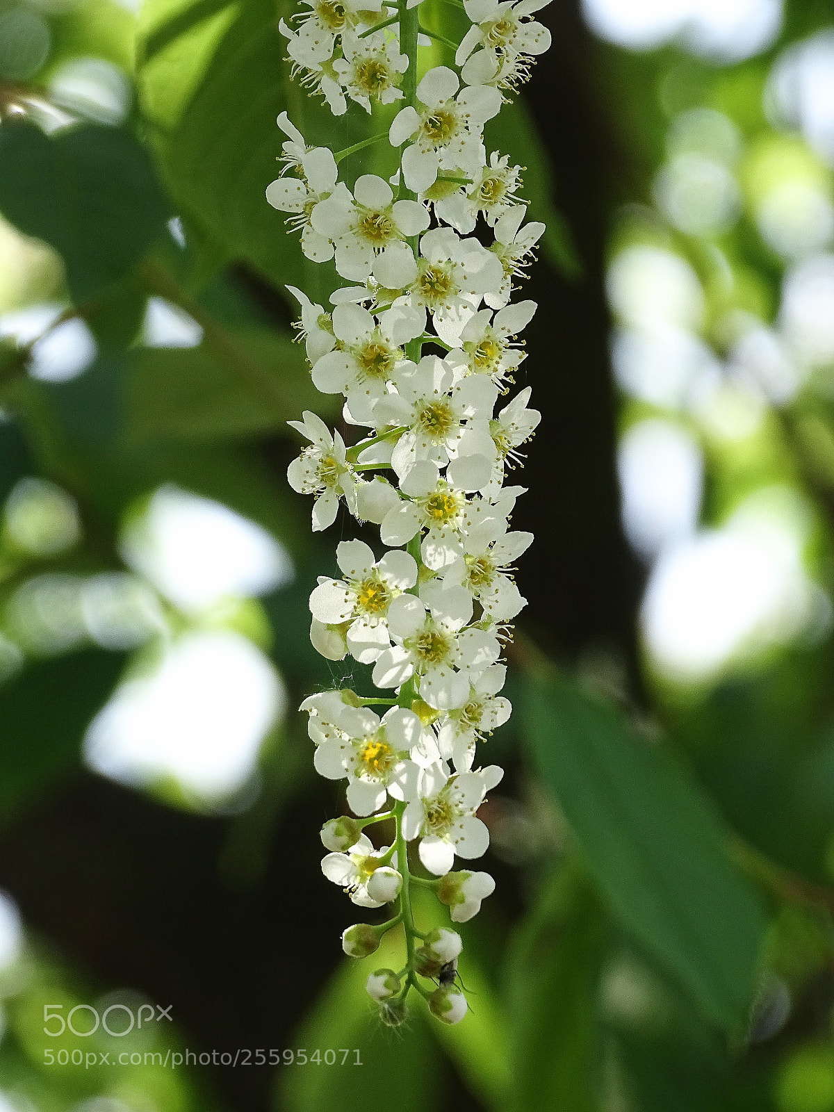 Sony Cyber-shot DSC-HX400V sample photo. Spring time photography