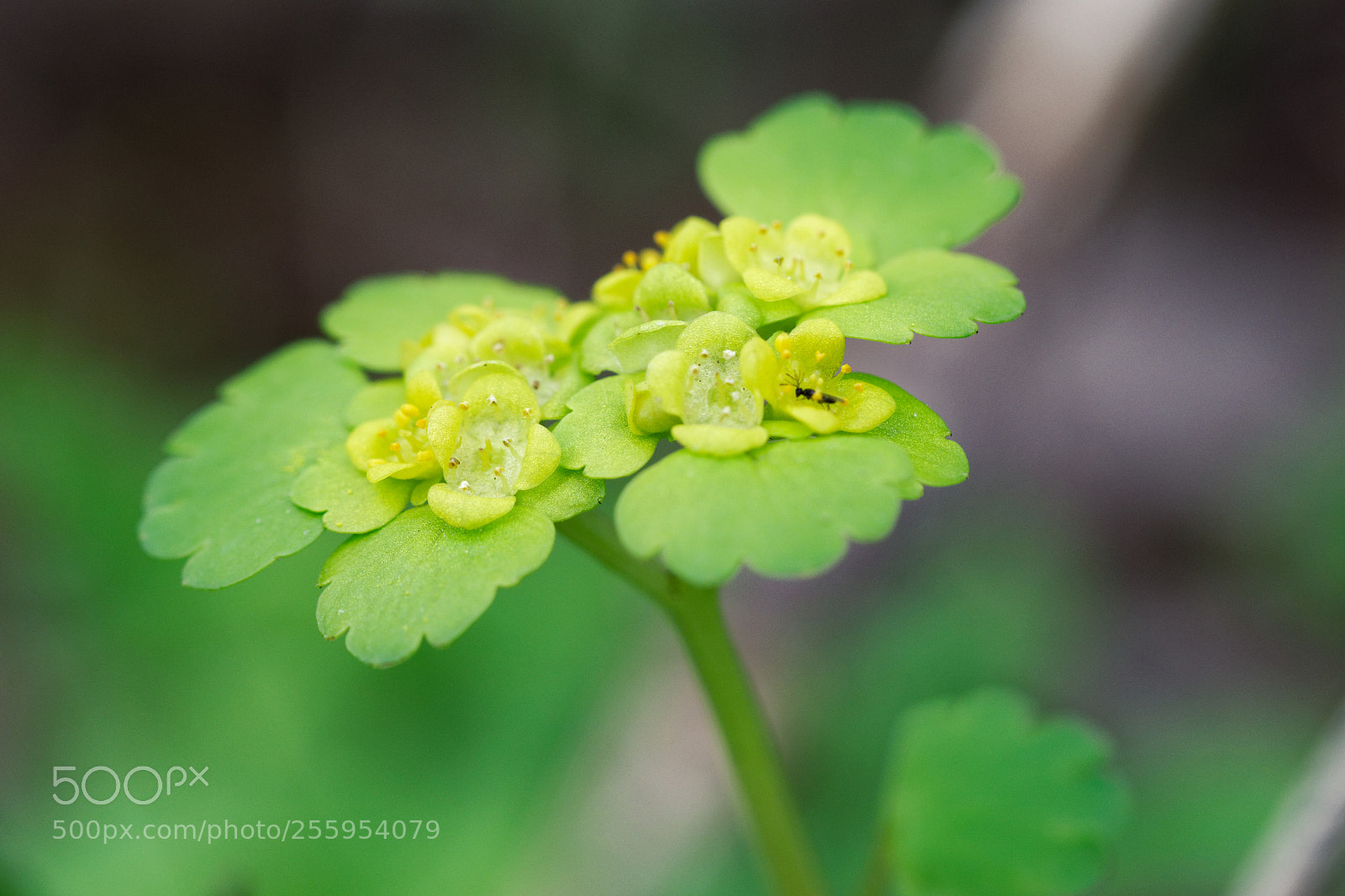 Nikon D5500 sample photo. 7195 photography