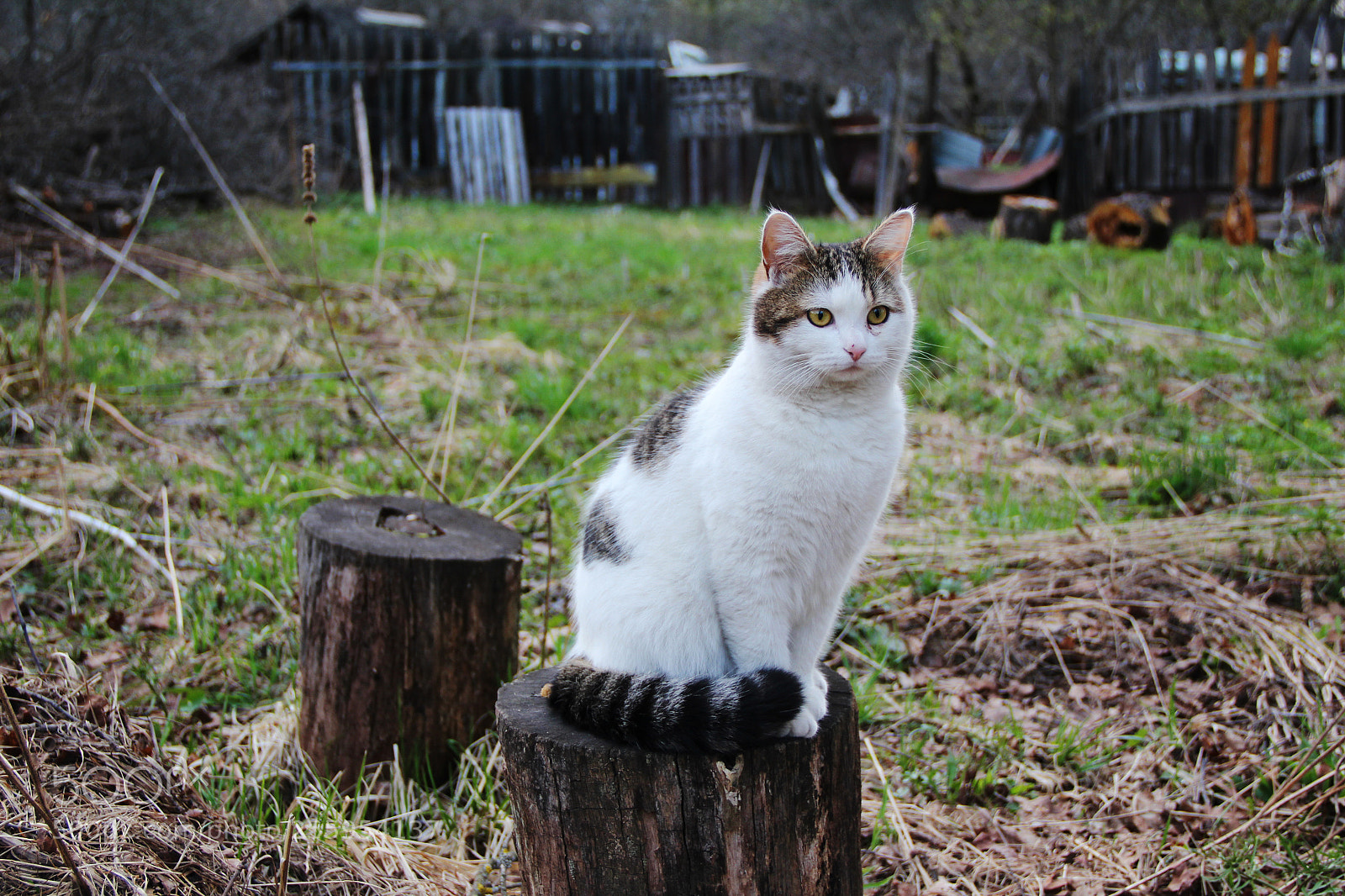 Canon EOS 600D (Rebel EOS T3i / EOS Kiss X5) sample photo. Cat photography