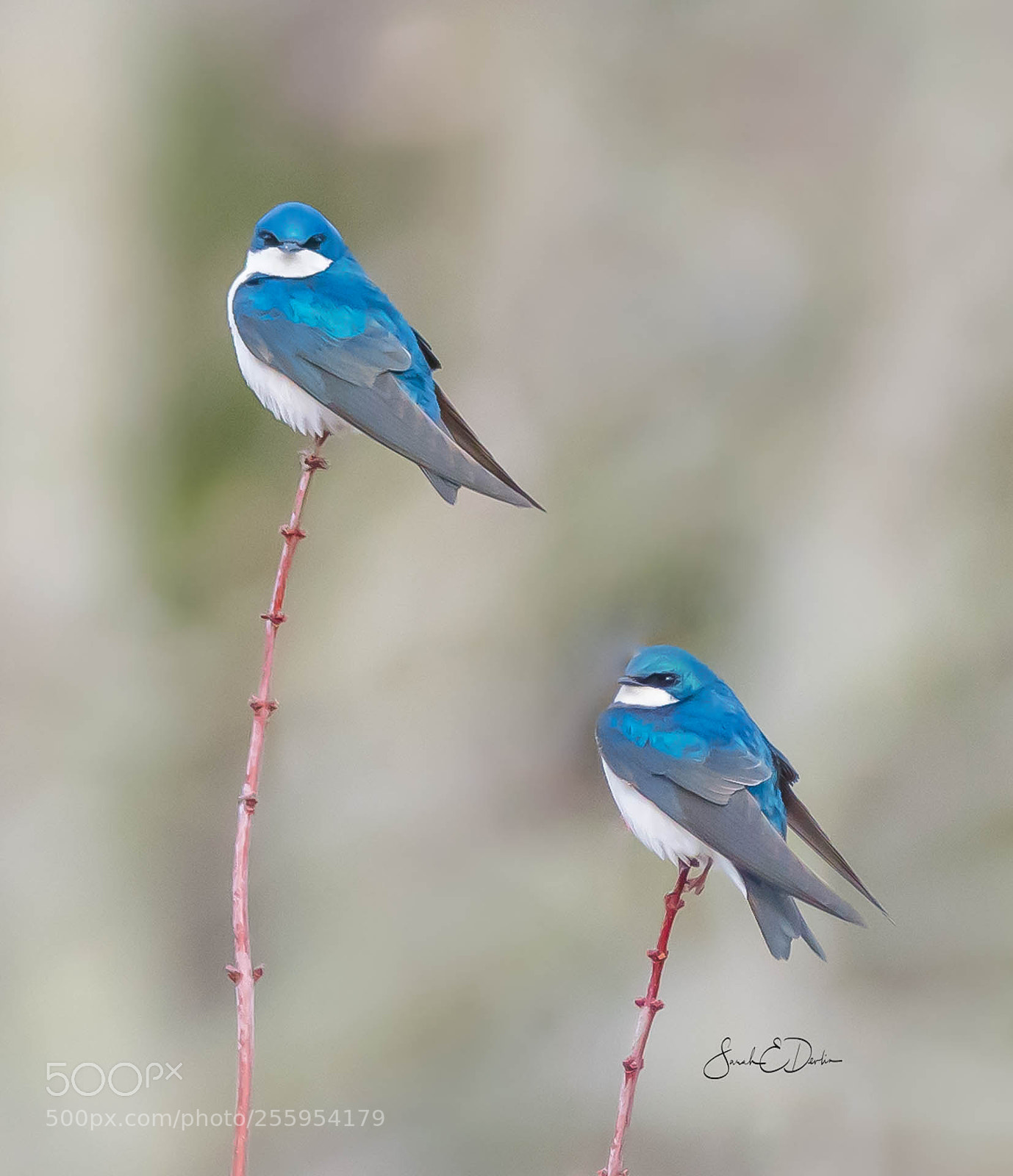 Nikon D500 sample photo. Tree swallows photography