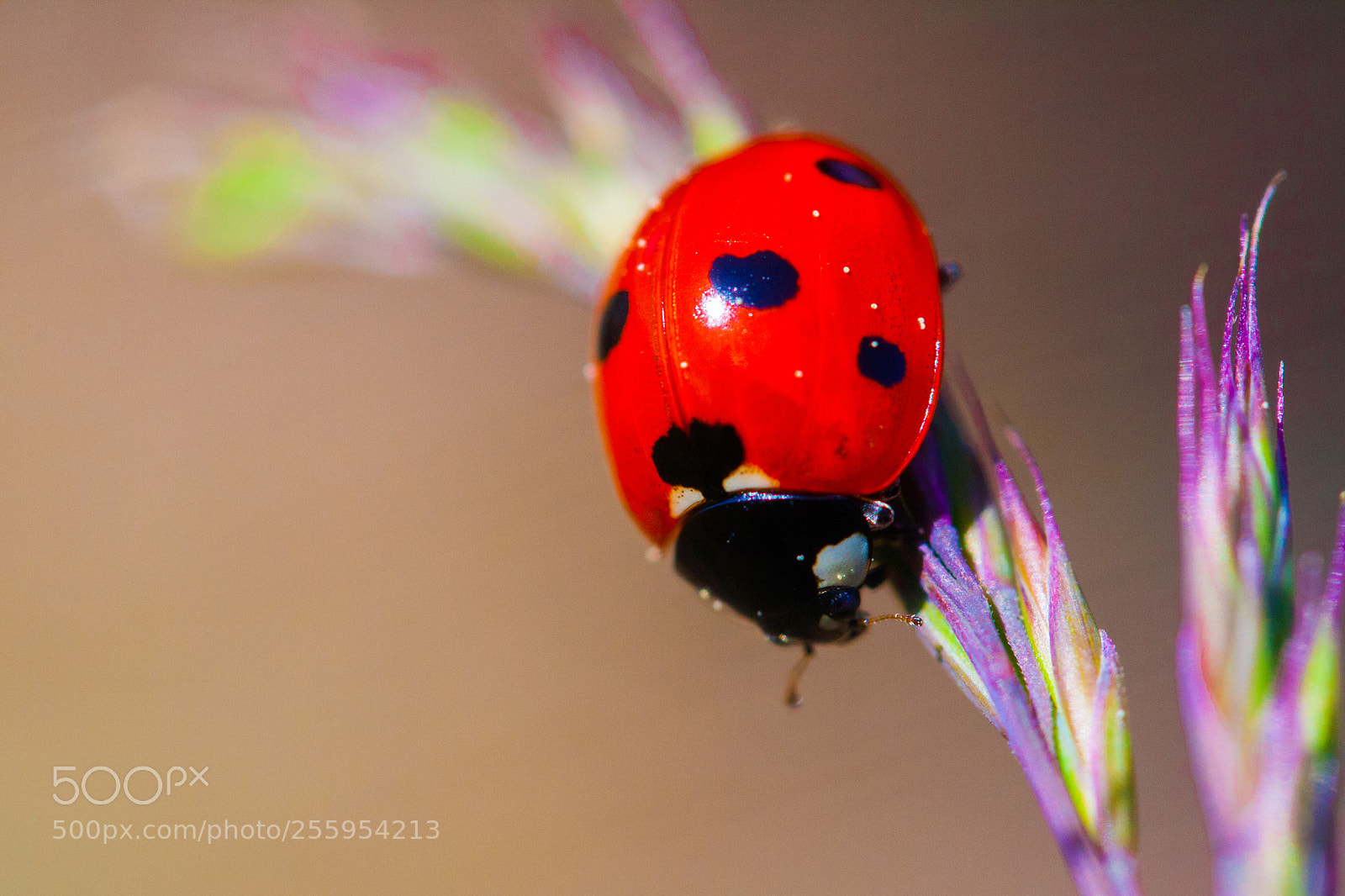 Canon EOS 1000D (EOS Digital Rebel XS / EOS Kiss F) sample photo. Ladybug photography