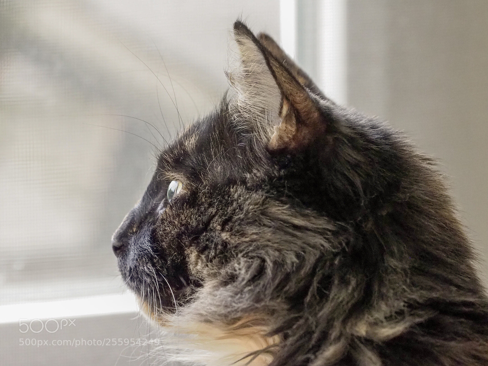 Olympus OM-D E-M1 Mark II sample photo. Nali looking at the photography