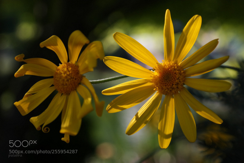 Samsung NX300 sample photo. ... photography
