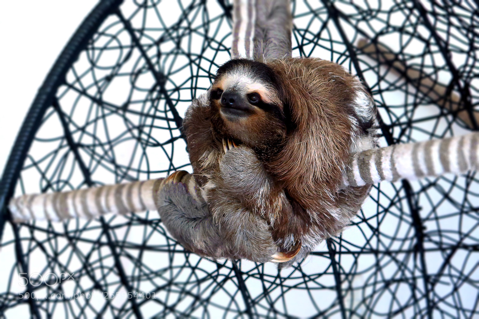 Canon PowerShot G16 sample photo. Sloth photography