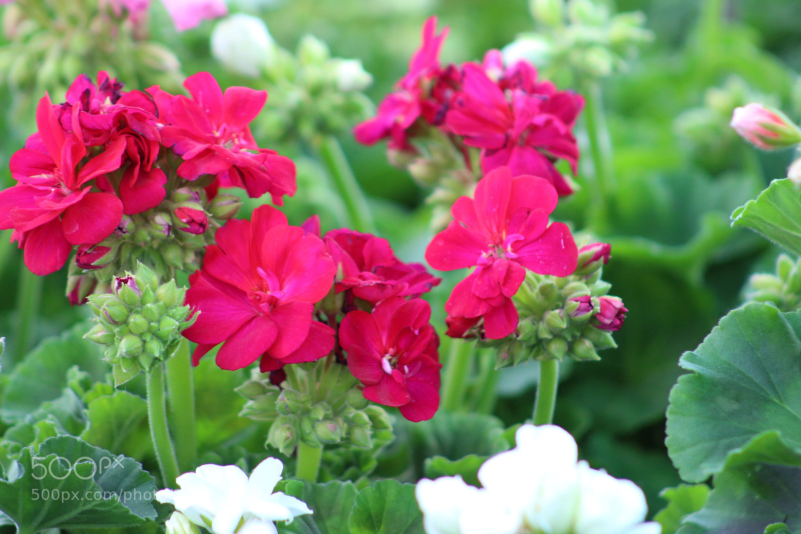 Canon EOS 700D (EOS Rebel T5i / EOS Kiss X7i) sample photo. Untitled photography