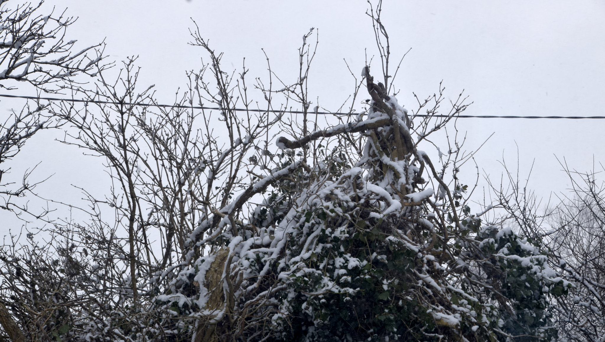 Nikon D3300 sample photo. Frozen tree photography