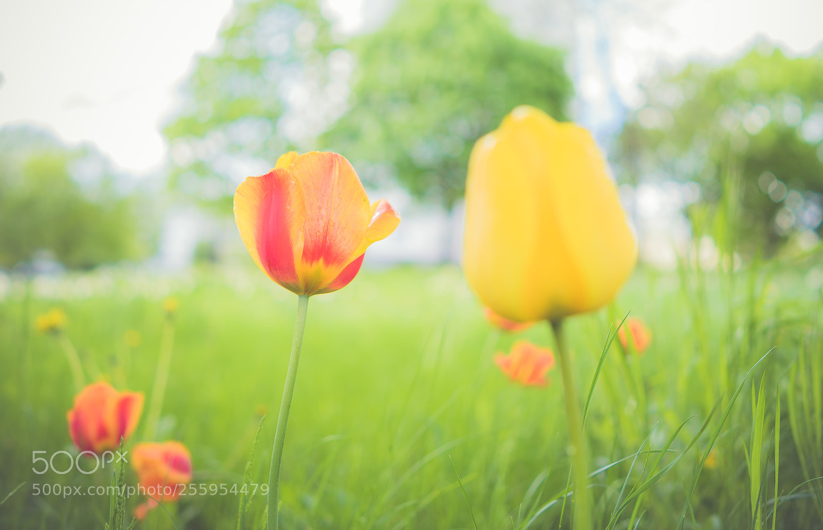 Sony a7 II sample photo. Dsc photography