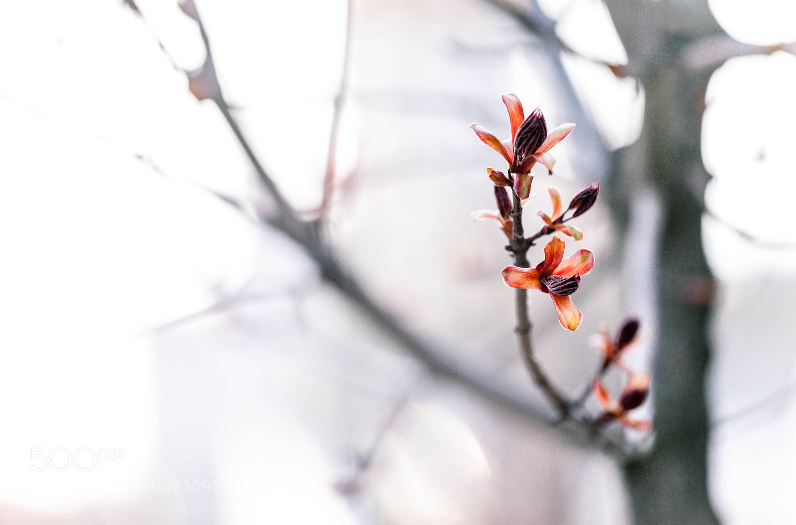 Canon EOS 5D Mark II sample photo. Spring life photography