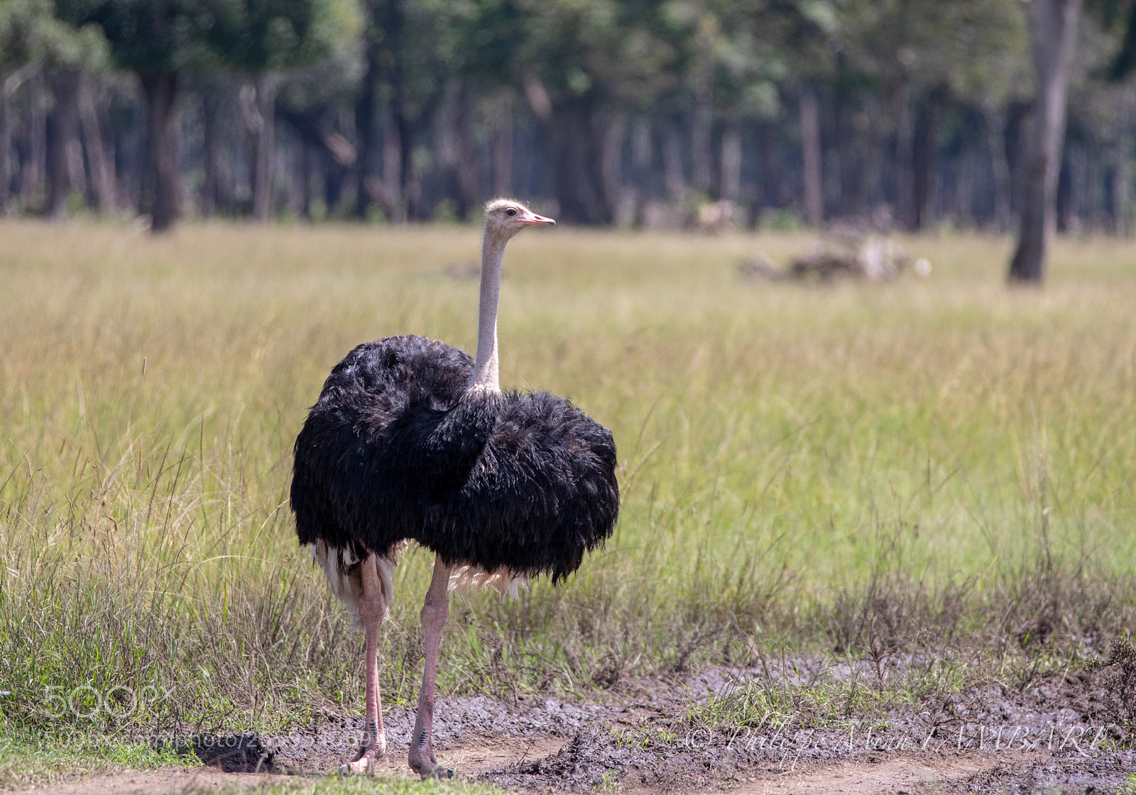 Canon EOS 5D Mark IV sample photo. Ostrich at masai mara photography