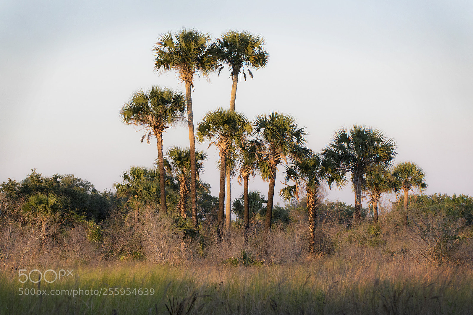 Canon EOS 7D Mark II sample photo. Golden light on the photography