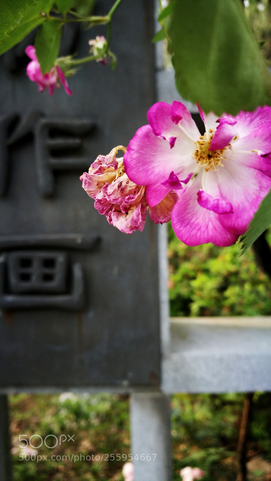 HUAWEI P9 sample photo. 蔷薇 photography
